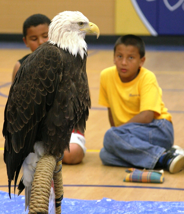 Two Native American boys watching in awe of the live eagle.